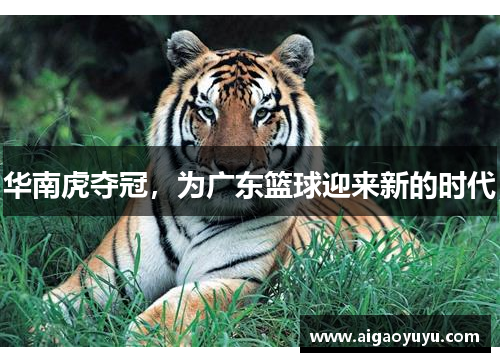 华南虎夺冠，为广东篮球迎来新的时代